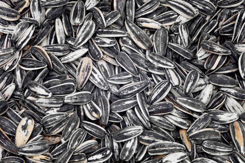 Organic Sunflower Seeds In Shell, Bulk Organique Foods